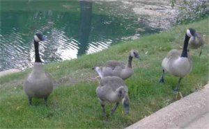 The Goose Family on the move