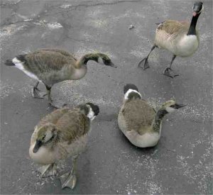 Goslings and Parent Goose